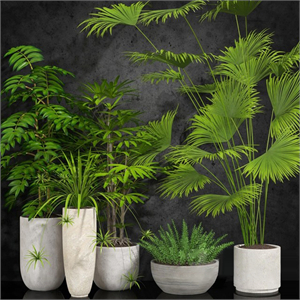 houseplant